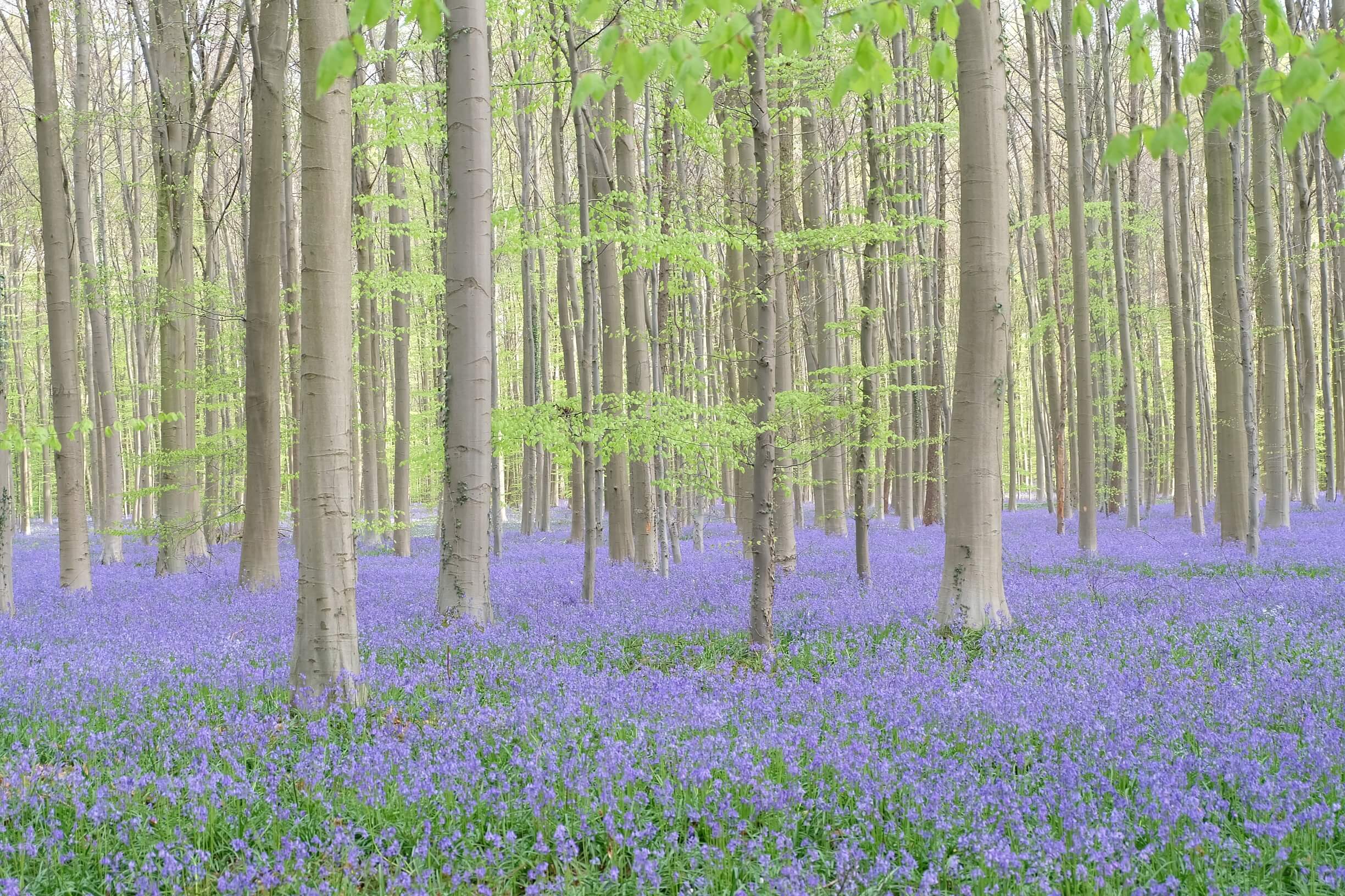 Green park near Brussel