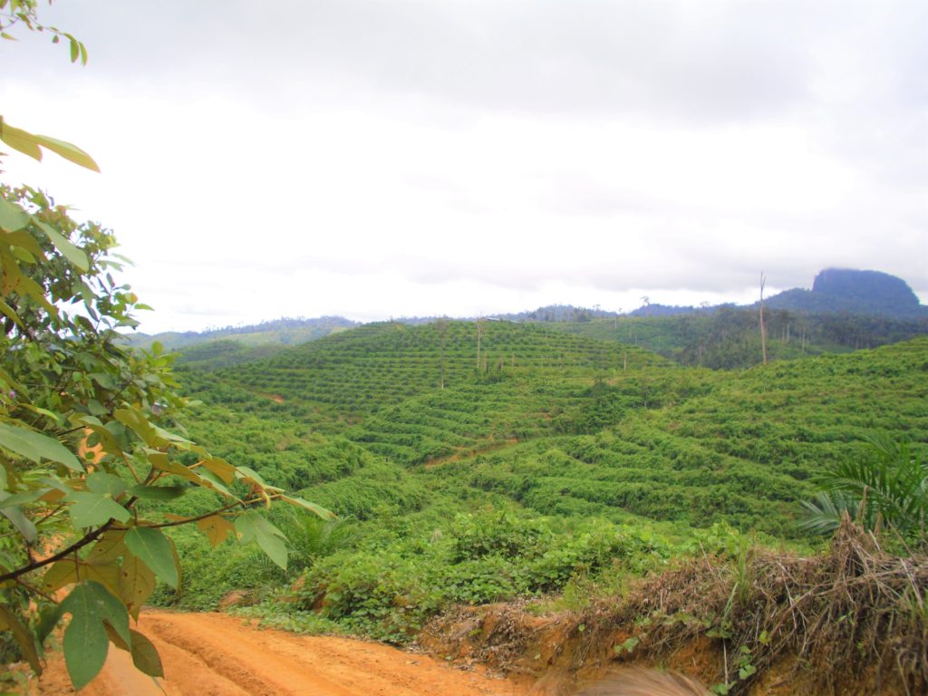 Palmolieplantages in een gekapt Indonesisch regenwoud