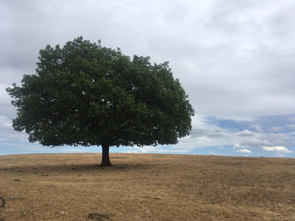 Een boom in het veld